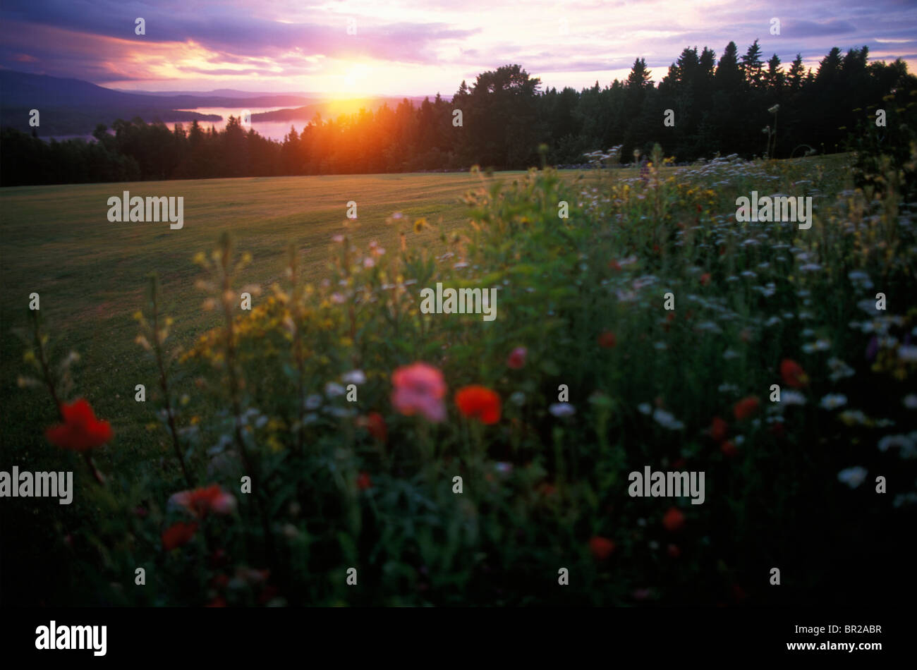 Wildflowers at sunset hi-res stock photography and images - Alamy