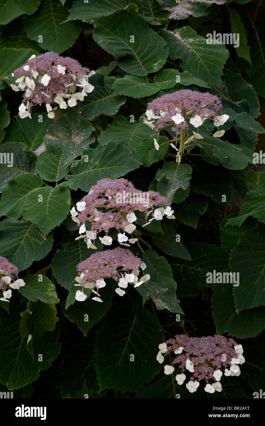 Flowering shrub, Hydrangea aspera  (= H. villosa) Stock Photo