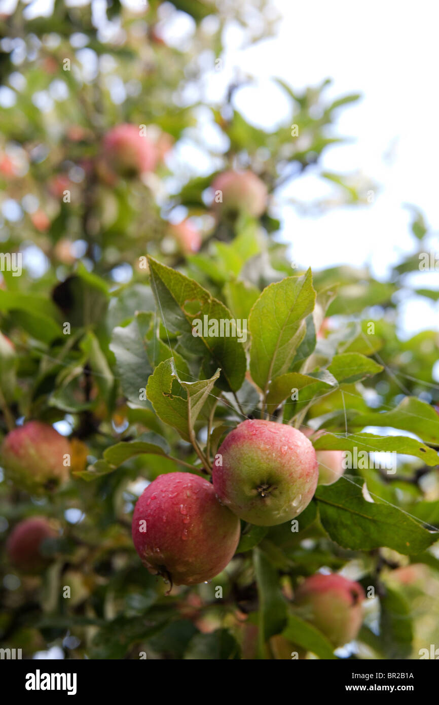 Worcester apples on the tree, Hampshire, England Stock Photo Alamy
