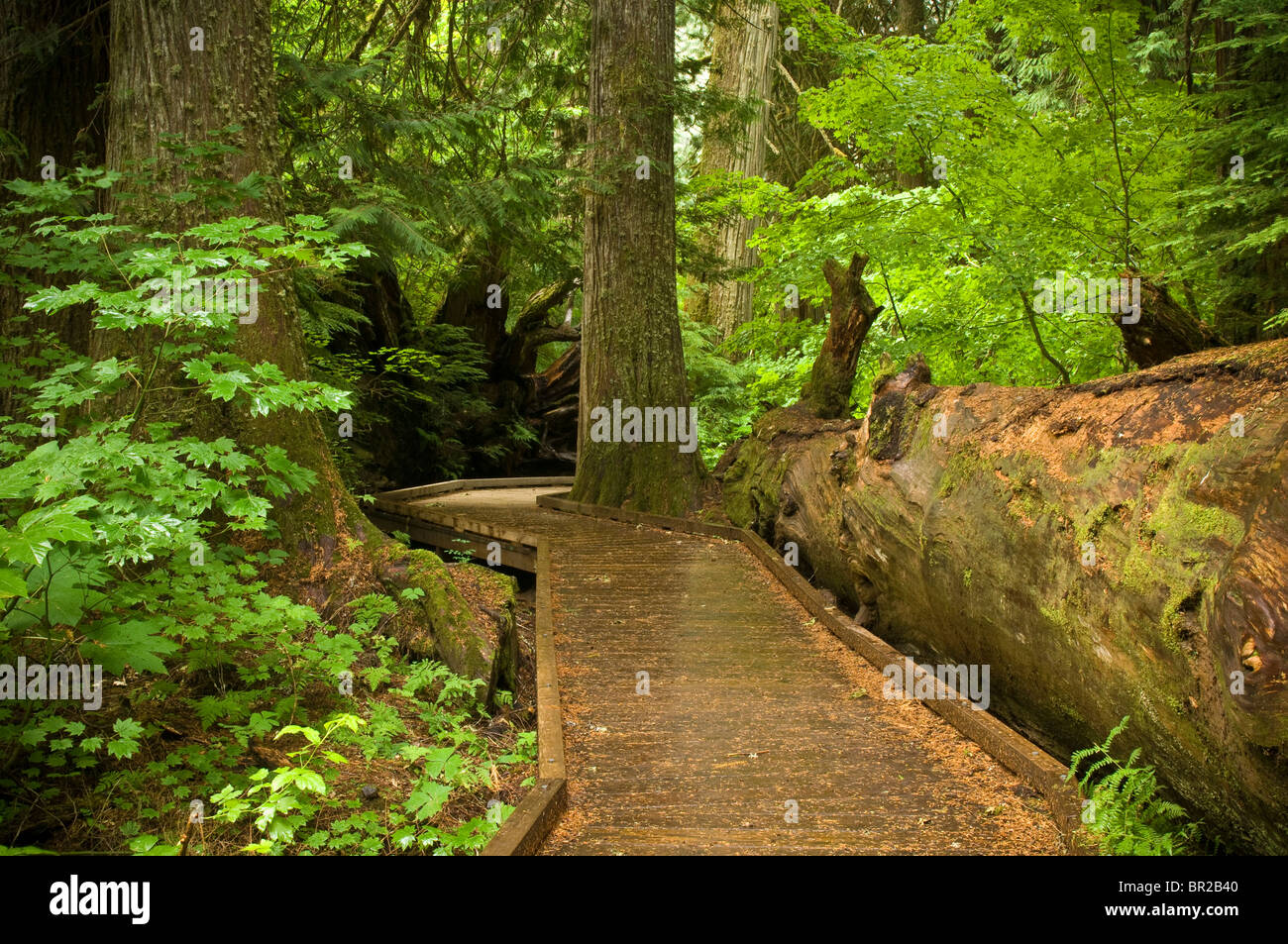 Grove of the Patriarchs Trail, Mount Rainier National Park, Washington. Stock Photo