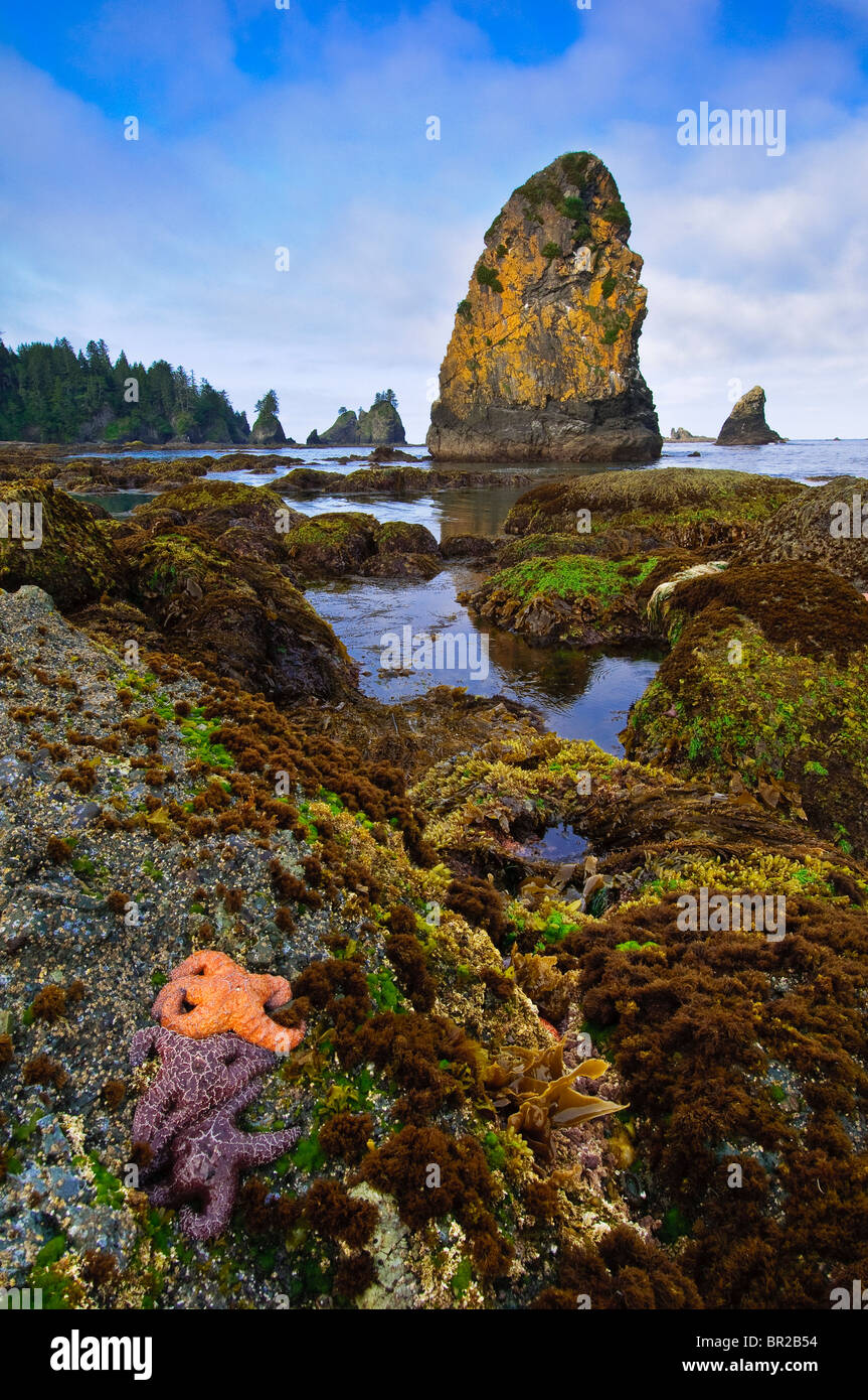 Sea stars in tidepool at Point of Arches, Olympic National Park, Washington. Stock Photo