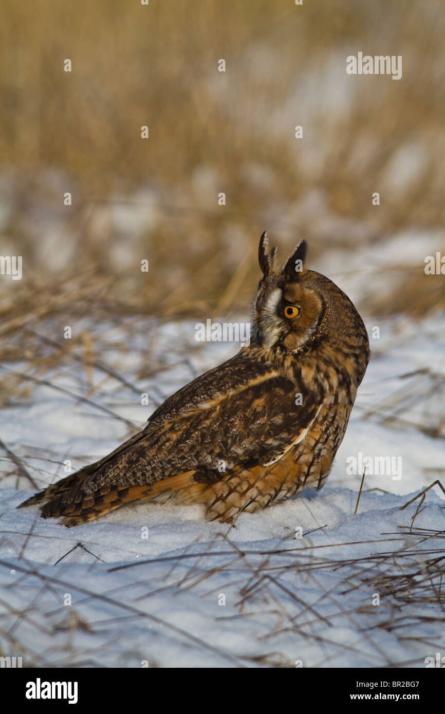 Long eared owl ( Asio otus ) on stump in snow Stock Photo