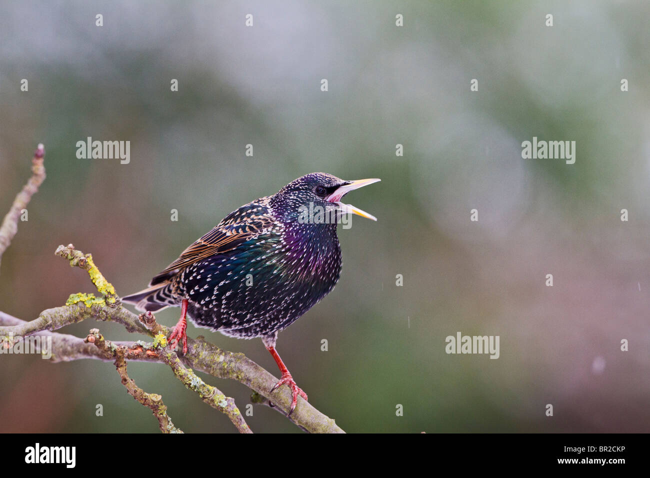 Starling ( Sturnus vulgaris ) singing in winter Stock Photo