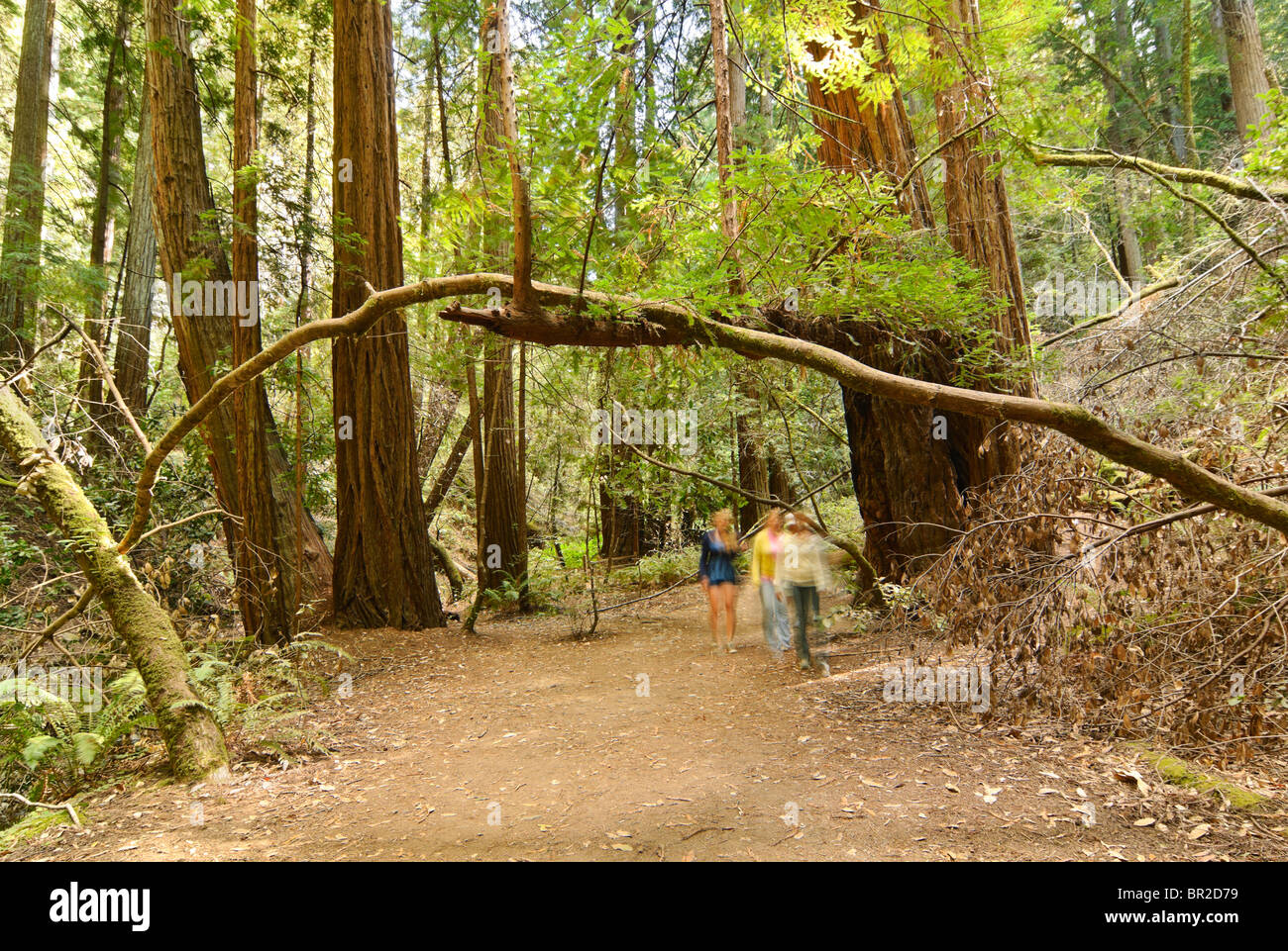 Redwood Forest of Muir Woods National Monument. Stock Photo