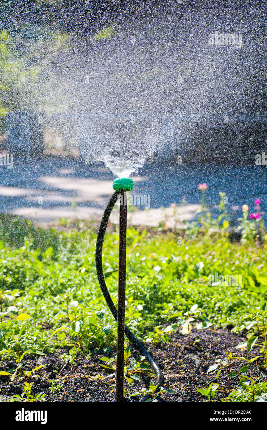 Garden sprinkler on a sunny summer day during watering the green lawn ...