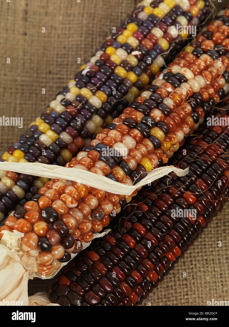 Closeup of Indian corn ears Stock Photo Alamy