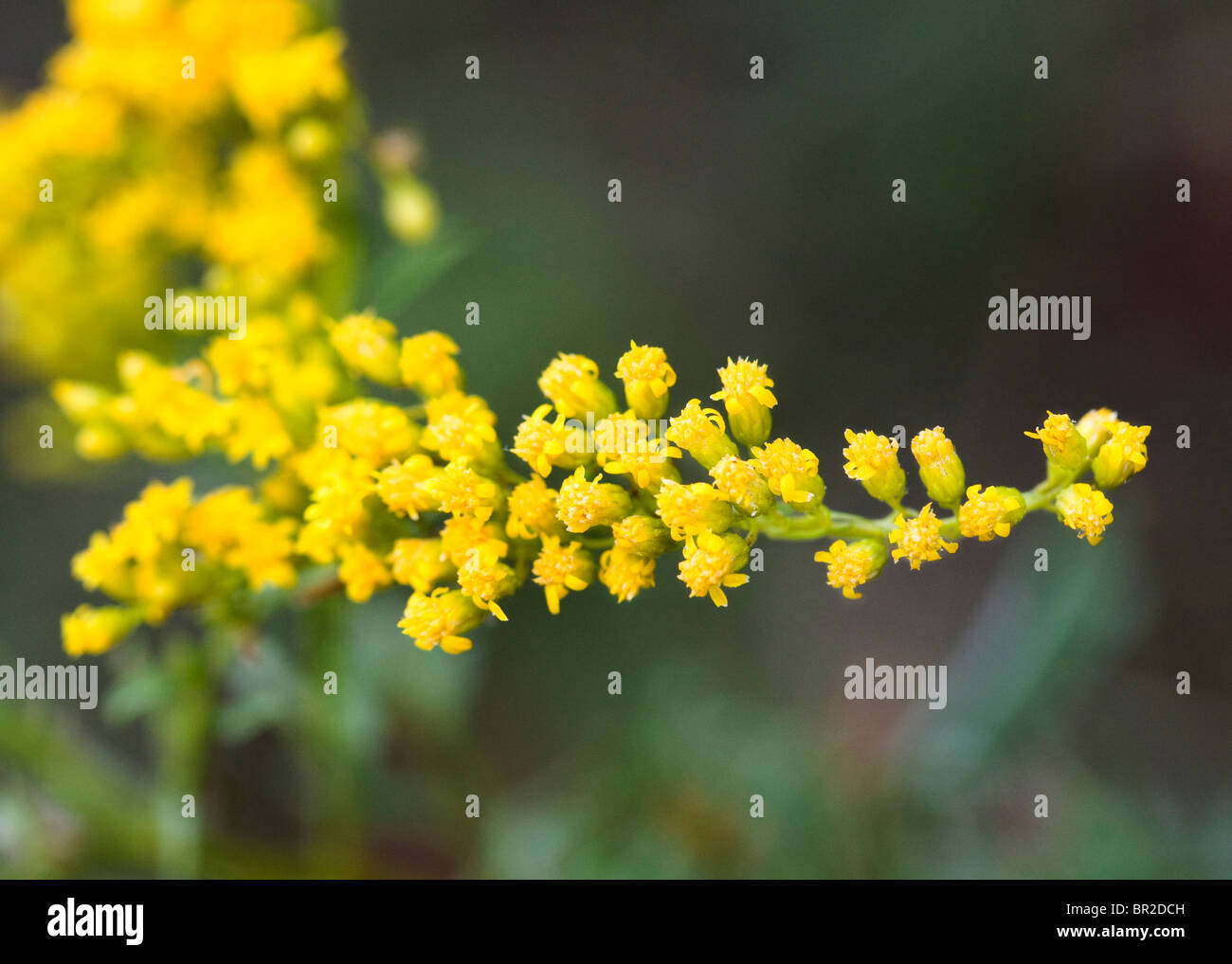 Cluster of wild yellow flower buds Stock Photo Alamy
