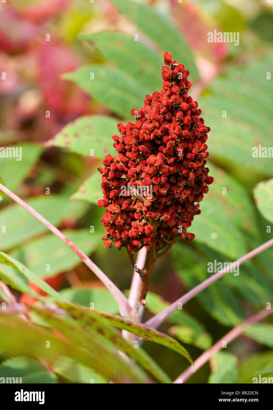 Staghorn Sumac fruit (Rhus typhina) closeup - Pennsylvania USA Stock Photo