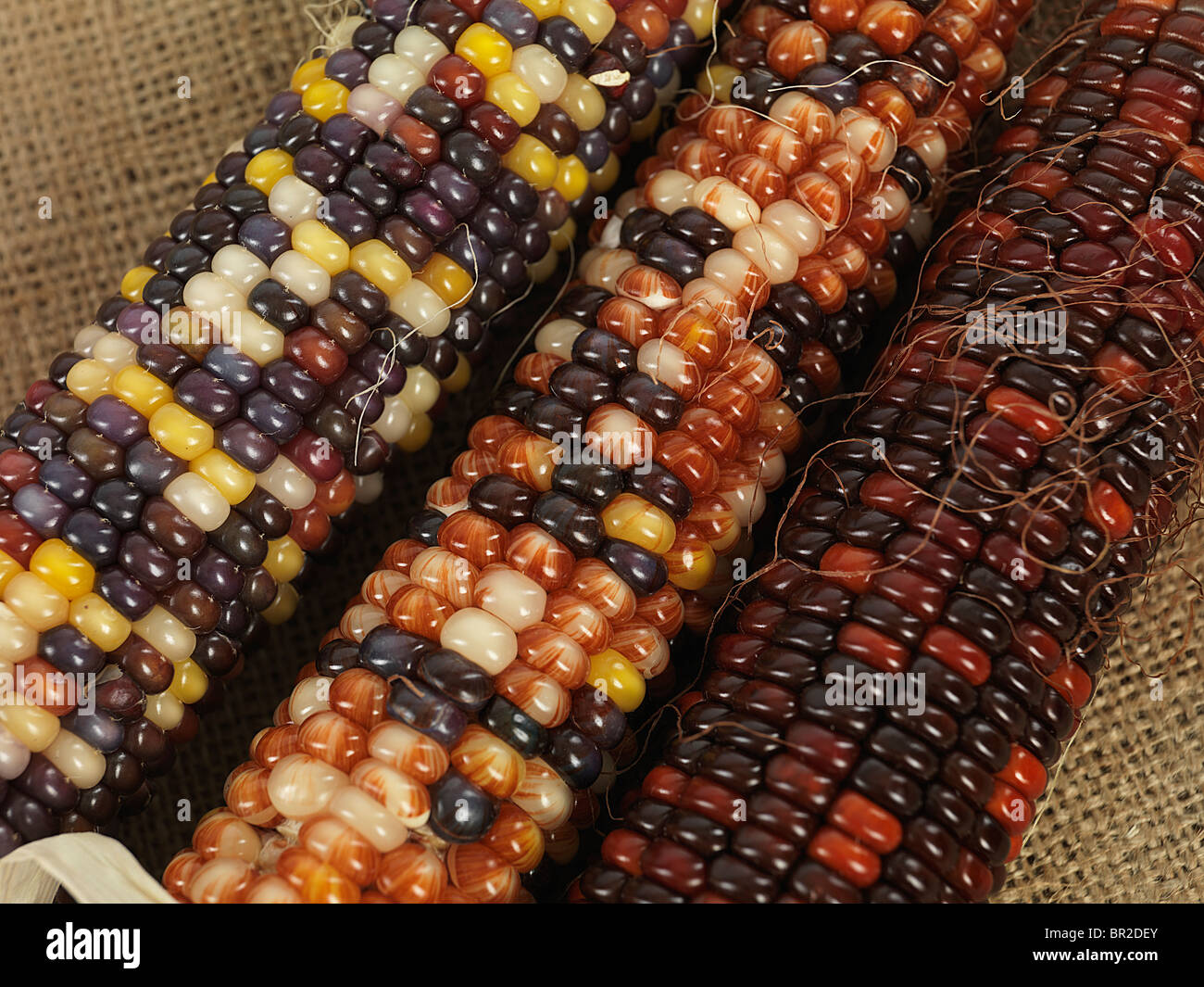 Closeup of Indian corn ears Stock Photo