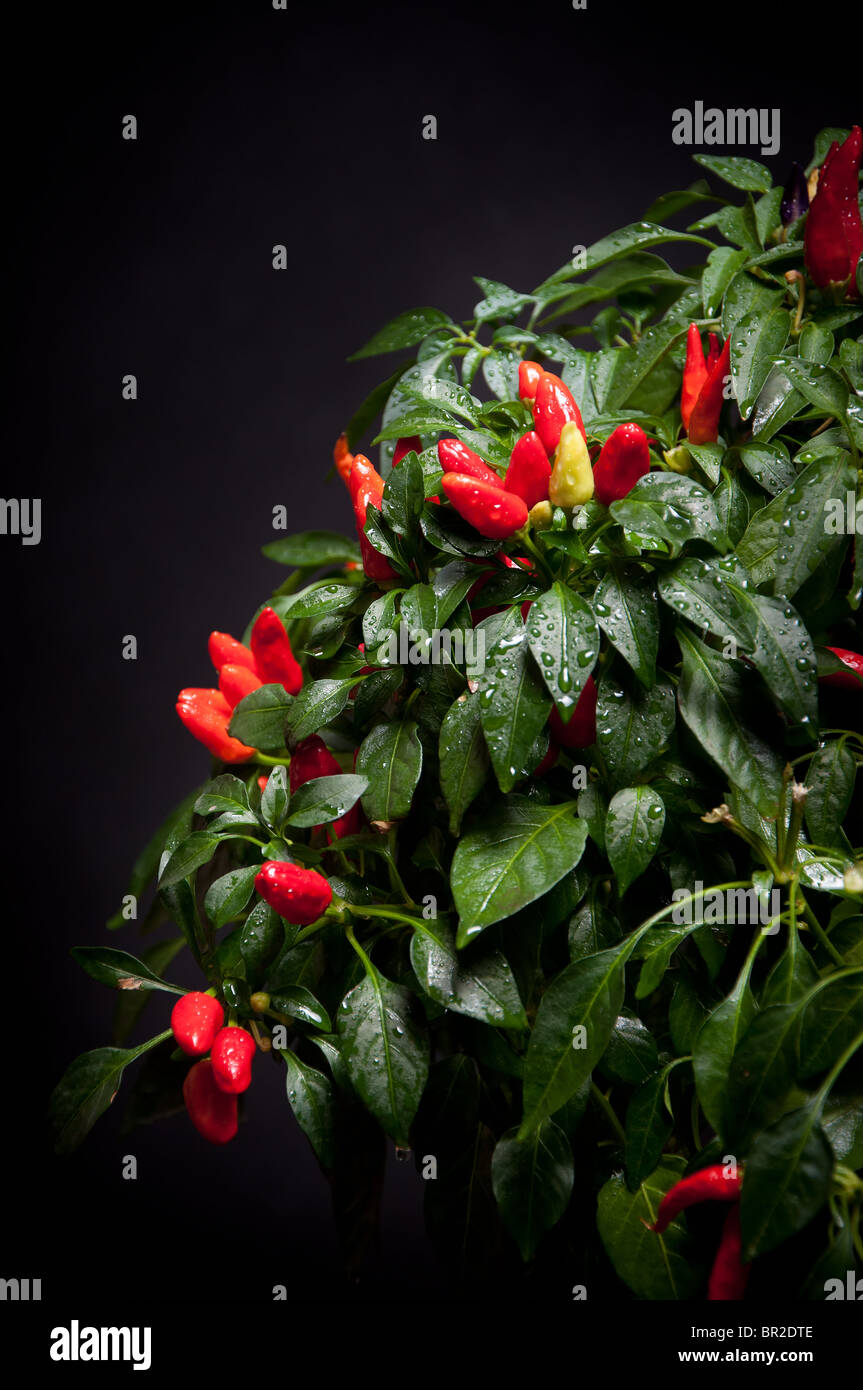 Colourful paprika chilli tree Stock Photo Alamy
