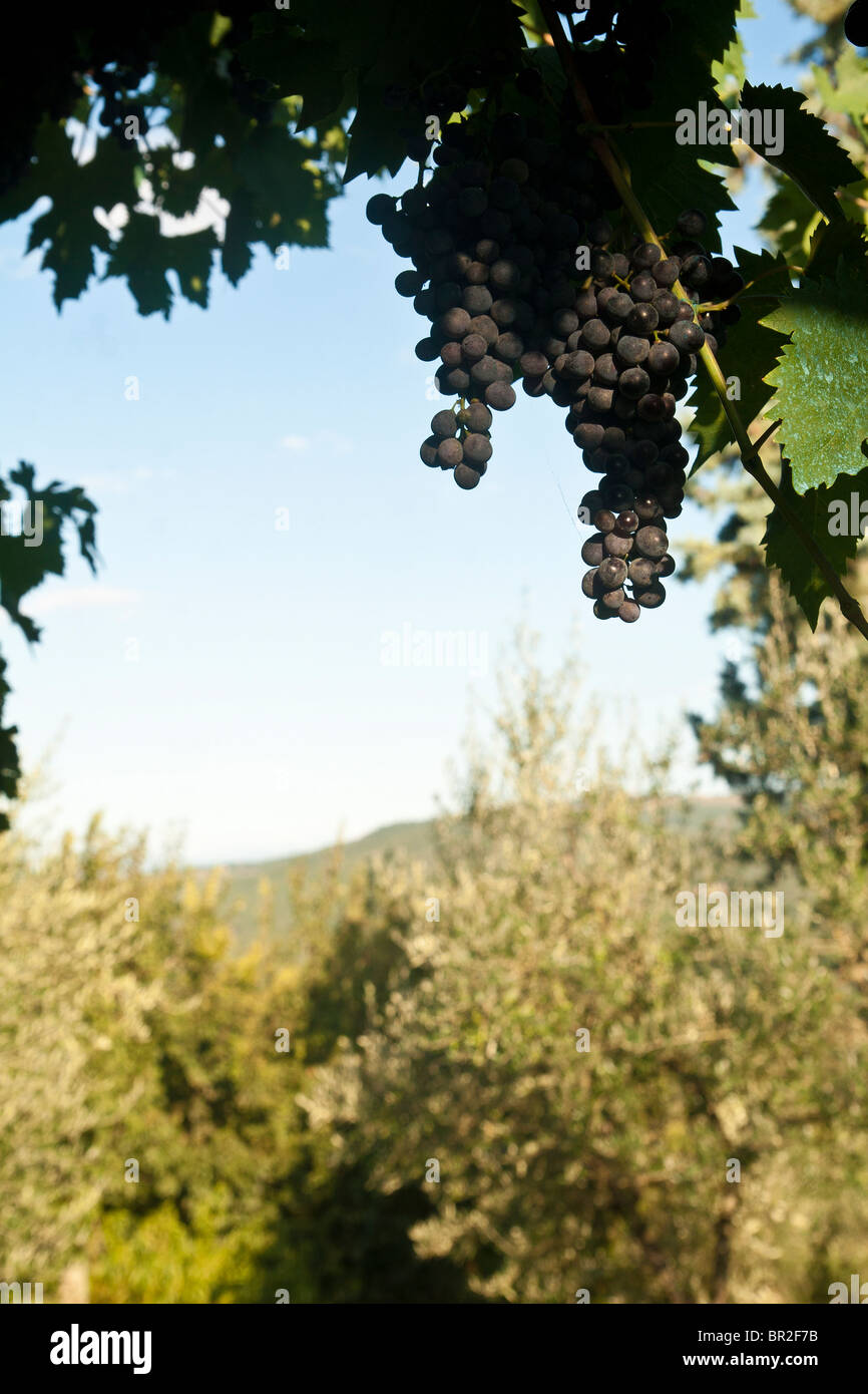 Old bush vines italy hi-res stock photography and images - Alamy