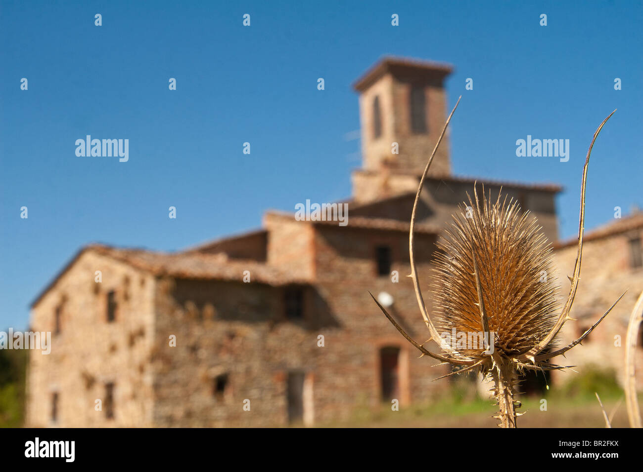 decorative thistle in Umbrian countryside Italy Stock Photo
