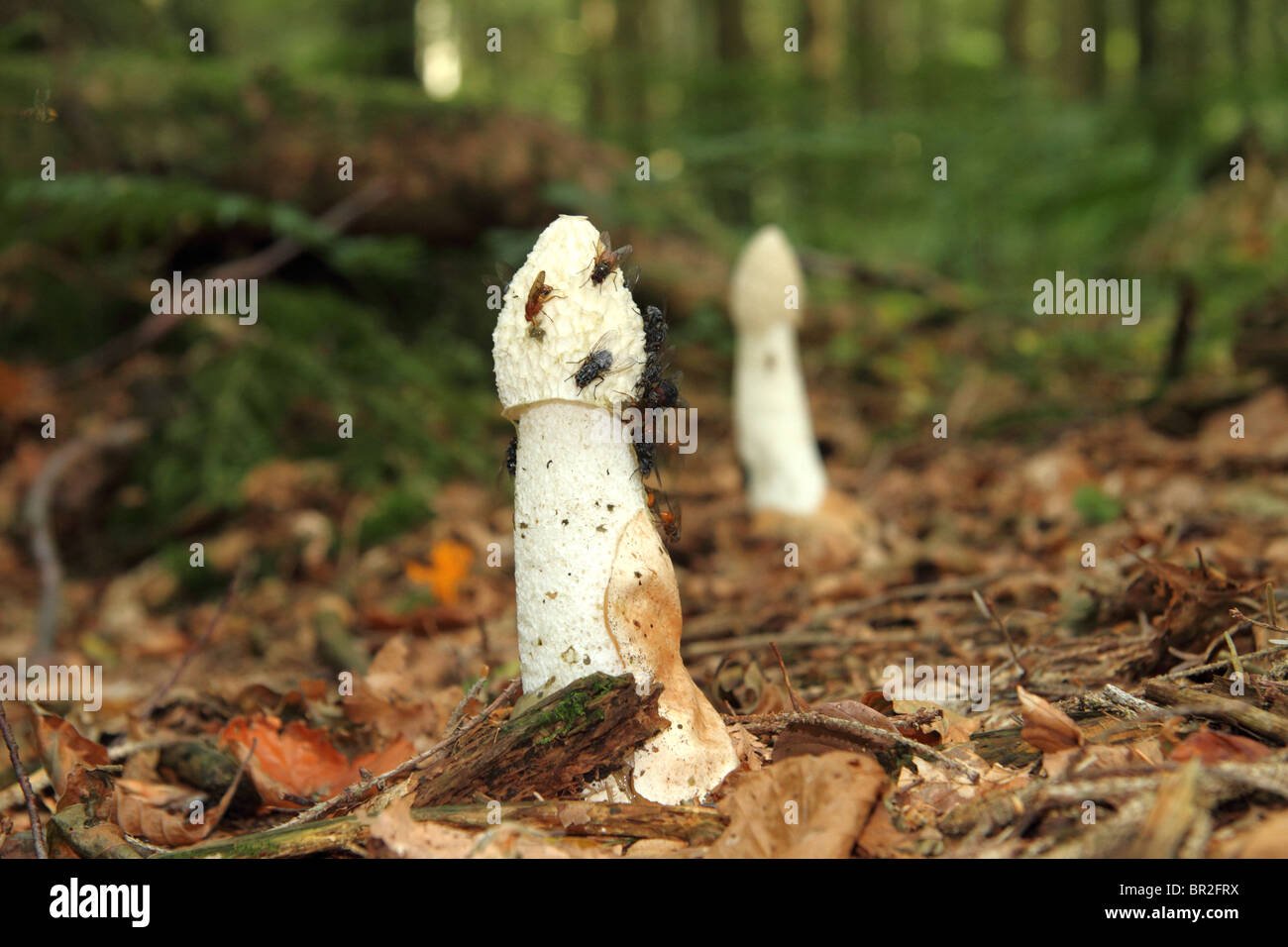 Devil's stinkhorn (Phallus rubicundus) - Picture Mushroom