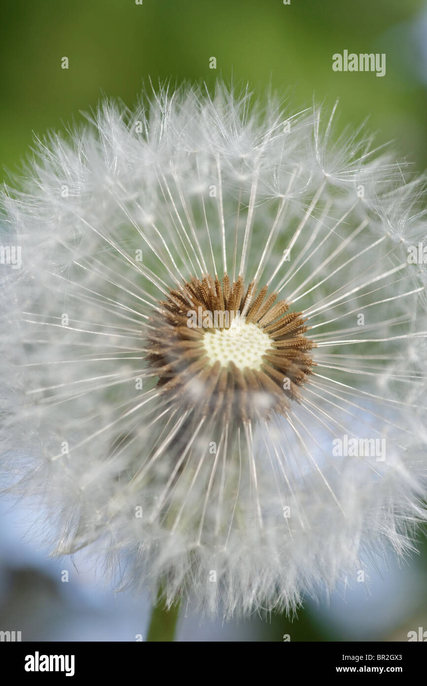 dandelion taraxacum officinale Stock Photo Alamy