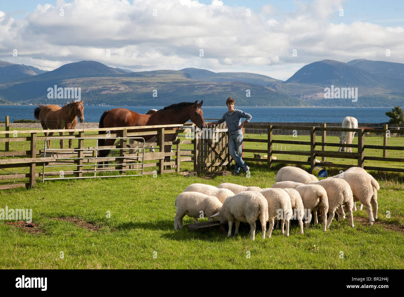 Sheep and Horses at Skipness Castle, Kintyre in Scotland with the Isle of Arran in the background Stock Photo