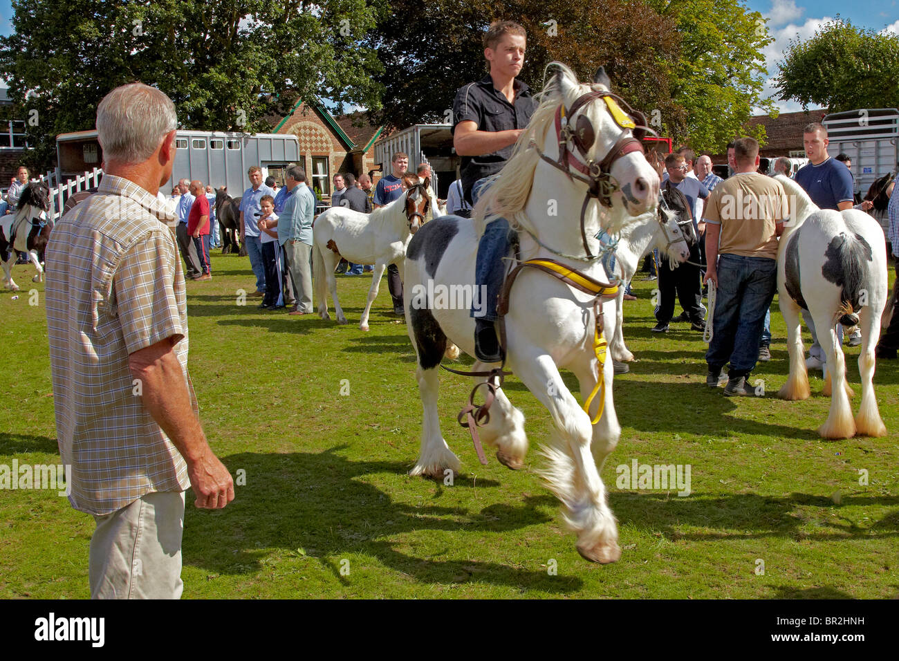 Gypsy horse Fair Horsmonden Stock Photo Alamy