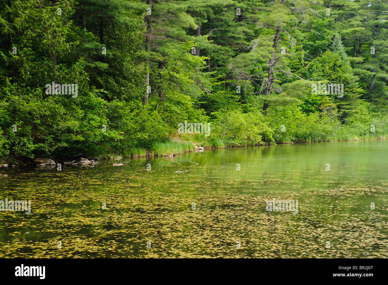 Hiking Trail around Pink Lake in Gatineau Park, Gatineau Quebec Canada ...