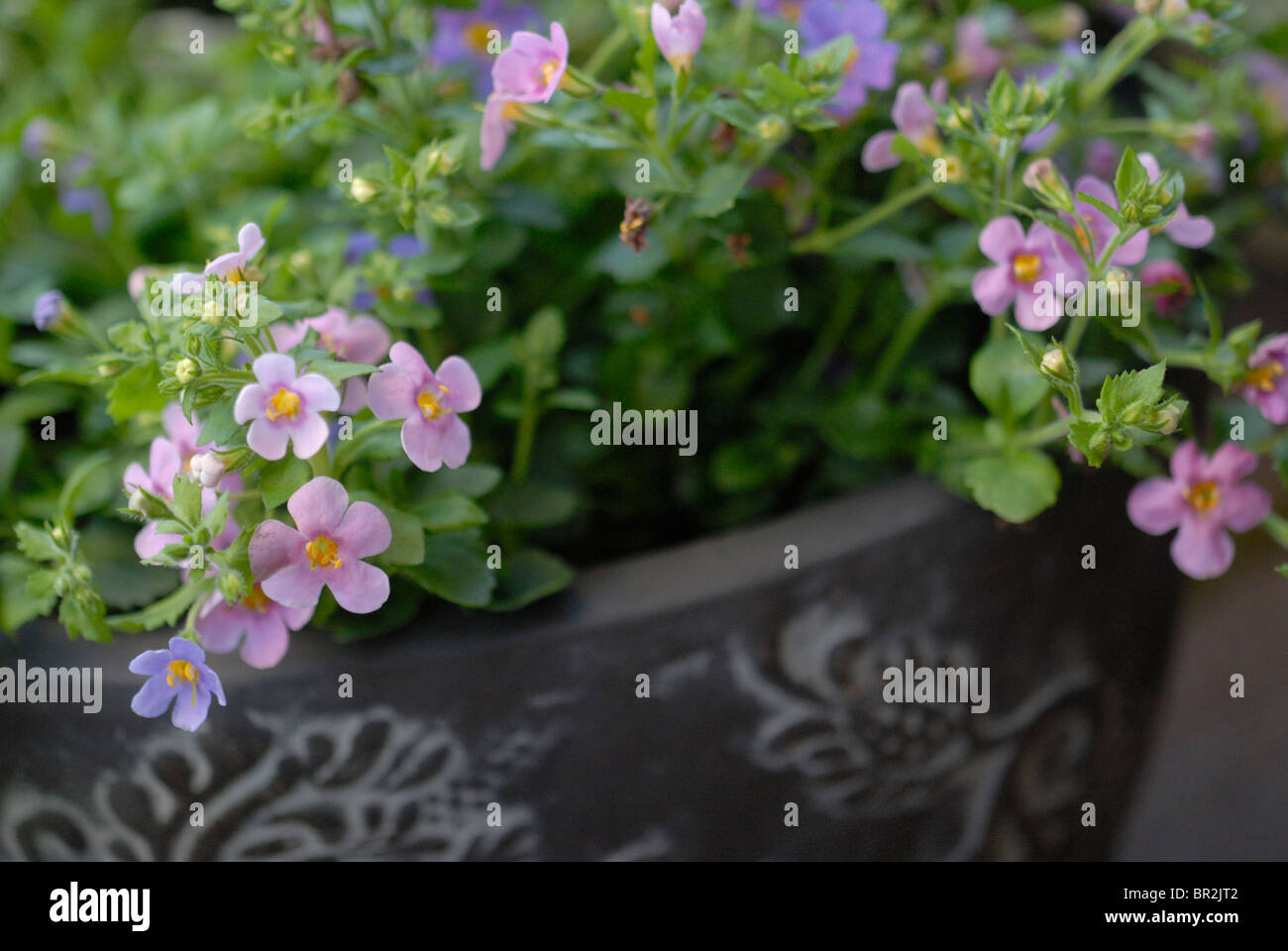 Bacopa (sutera) cordata growing in container Stock Photo