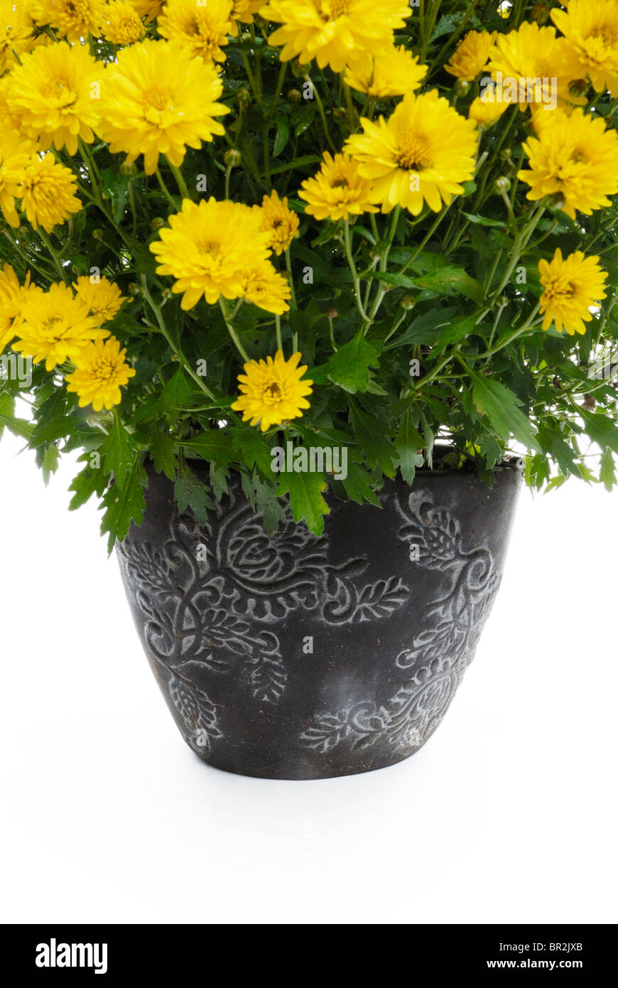 Yellow chrysanthemum growing in container Stock Photo Alamy