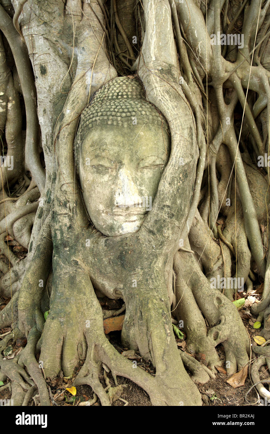 A Buddha head overgrown with tree roots, Wat Mahathat , Ayutthaya , Thailand Stock Photo