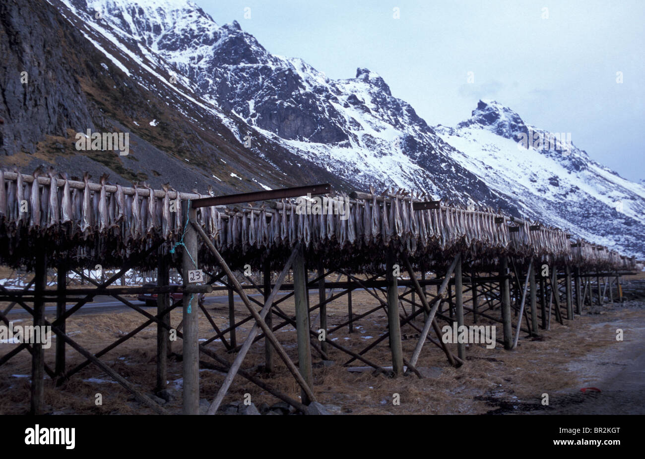 Drying Cod, Lofoten Islands, Norway Stock Photo - Alamy