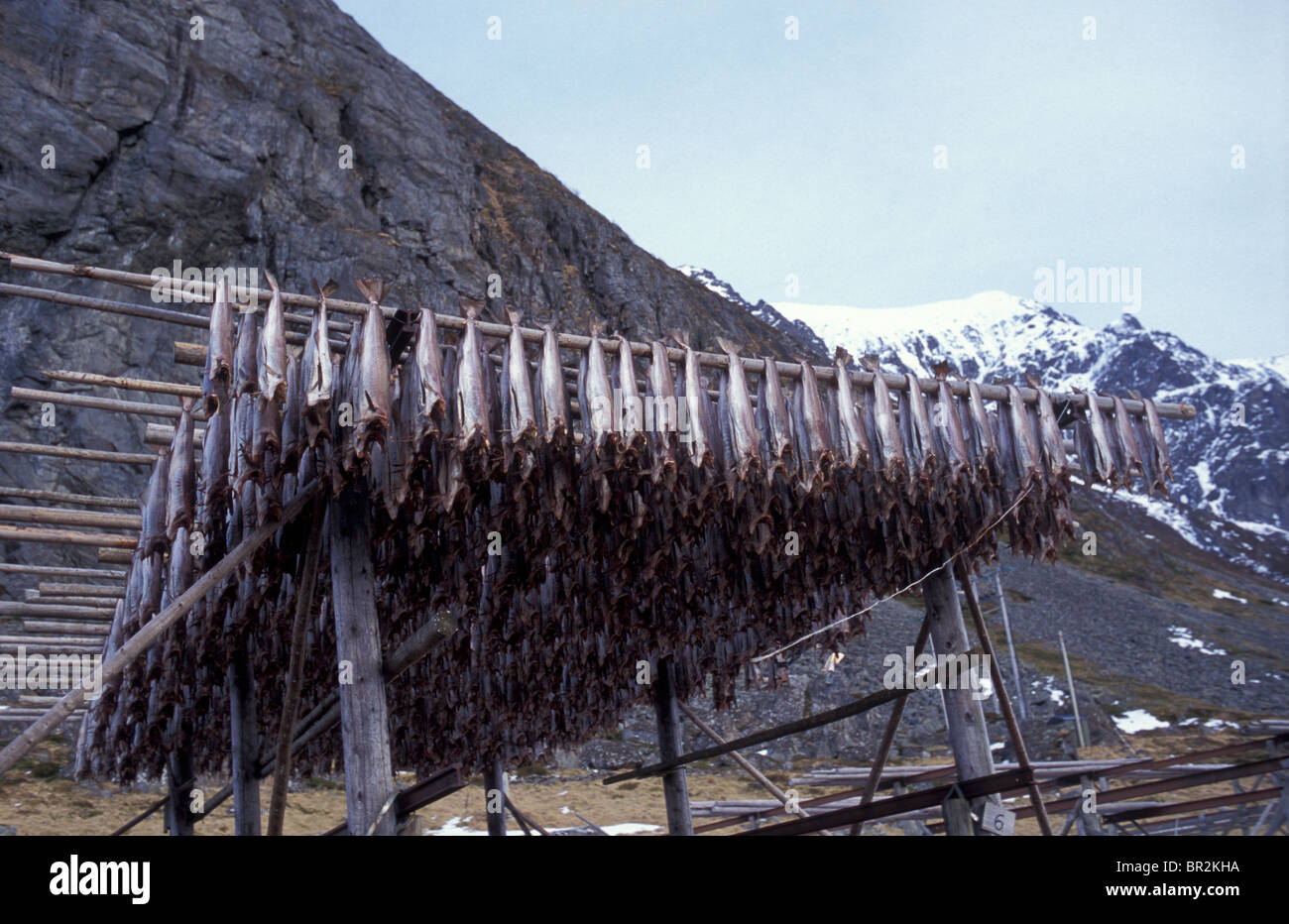 Drying Cod, Lofoten Islands, Norway Stock Photo - Alamy