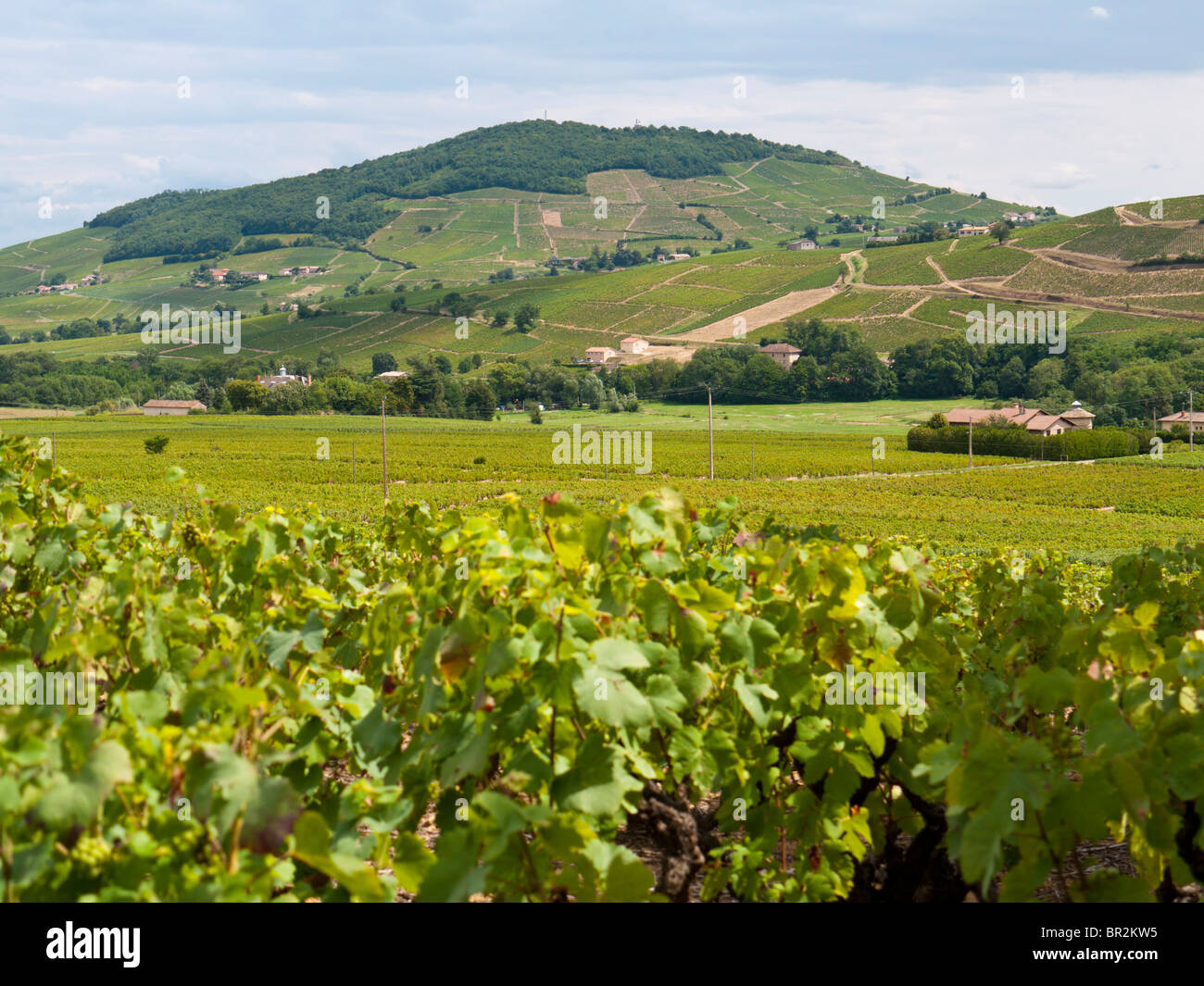 View to the winegrowing region at the Mont Brouilly in Beaujolais, France Stock Photo