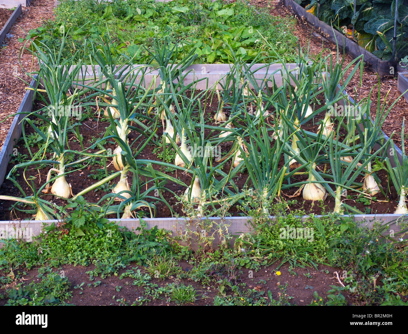 Large onions growing in an allotment garden Stock Photo