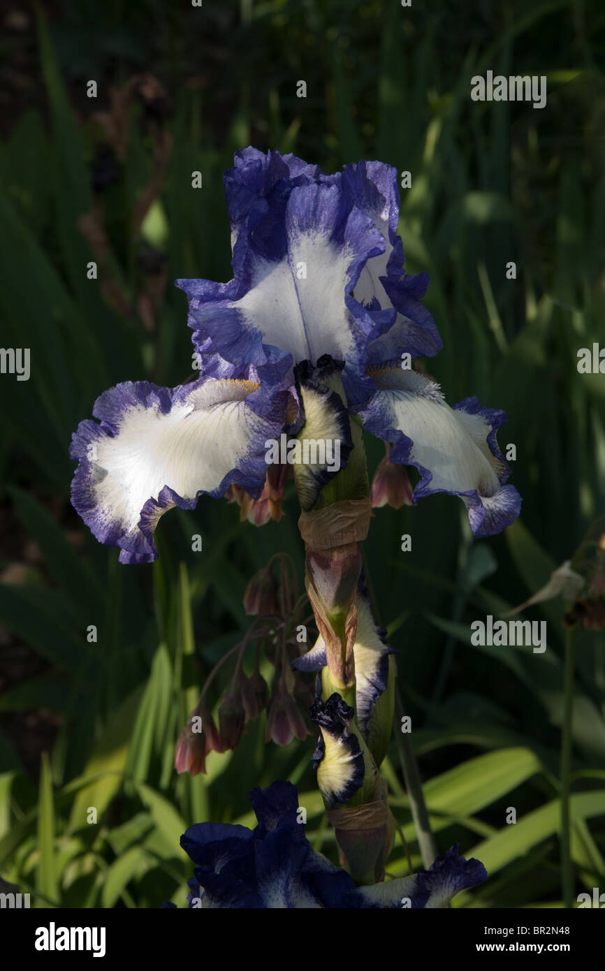 Iris Bold Print, Bearded Stock Photo - Alamy