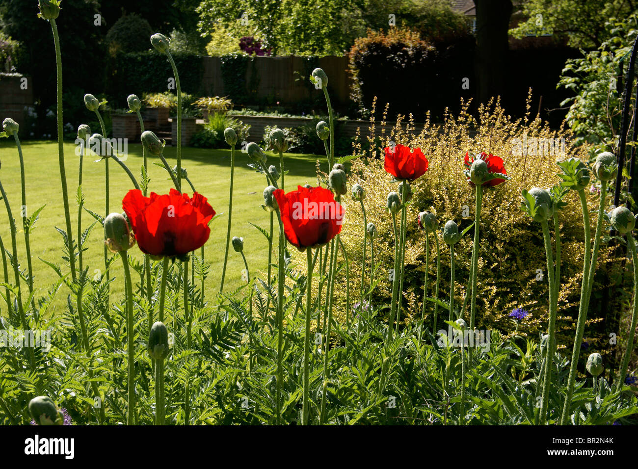 Papaver bracteatum Brilliant Red Poppy Stock Photo - Alamy