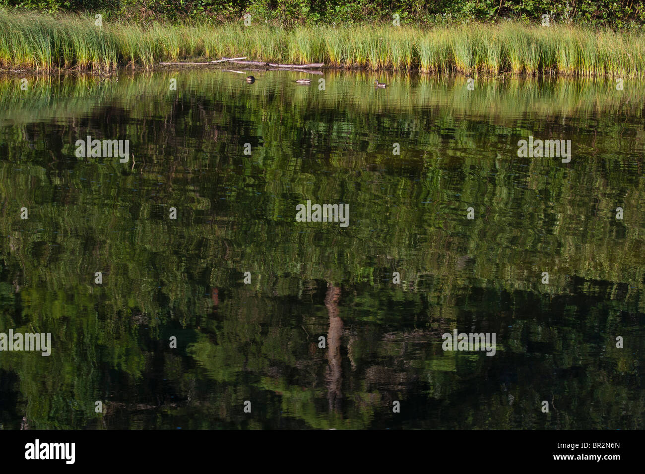Au Sable River Michigan MI IN USA US full background with reflection ...