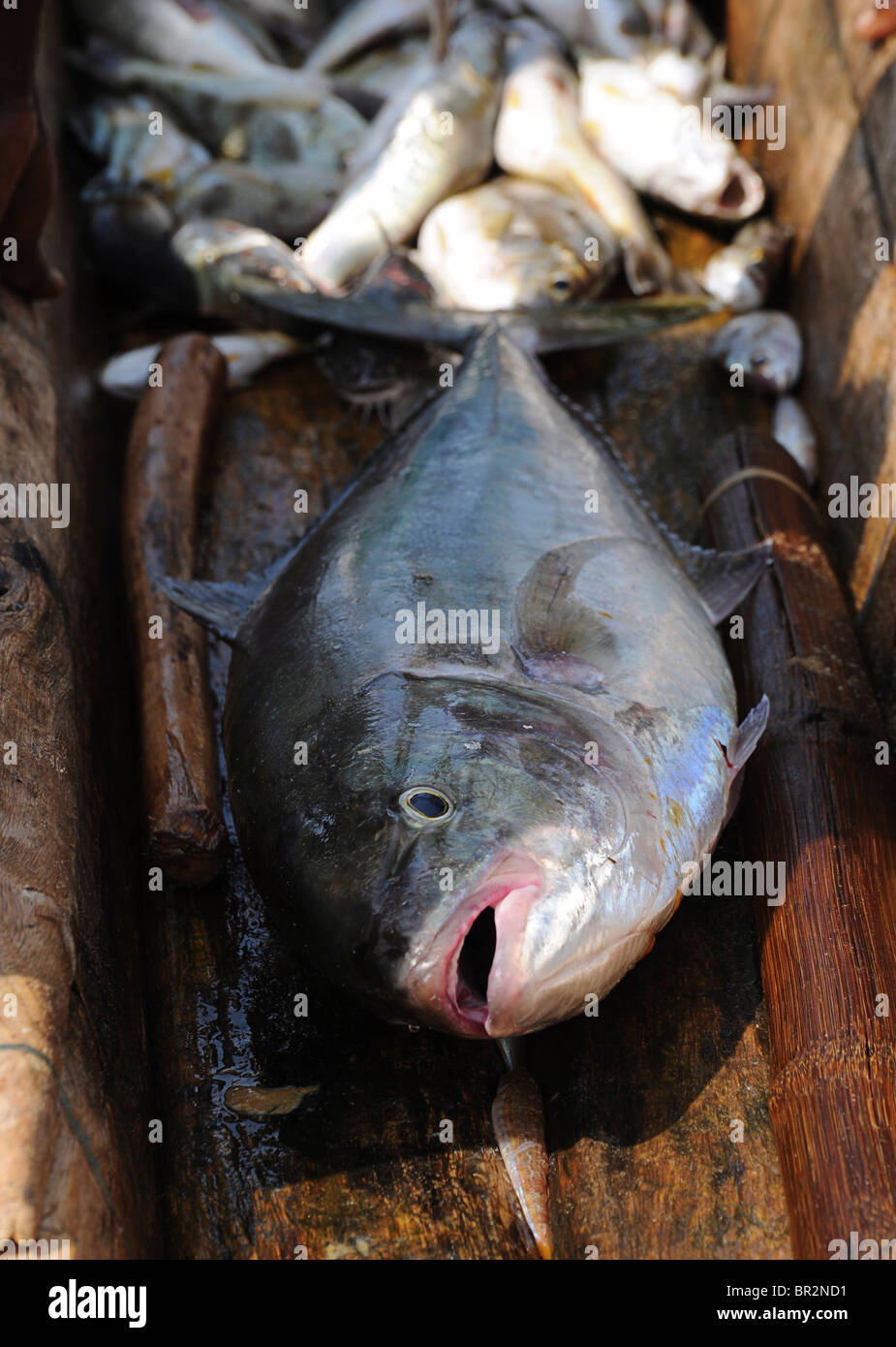 Fresh catch. Fish on market stall. Kovalam, Kerala, India Stock Photo