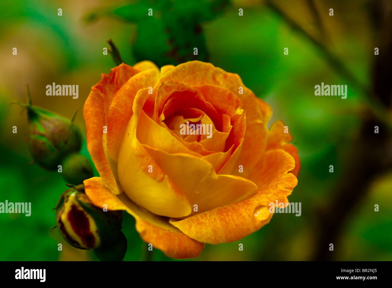 Beautiful Orange Rose Stock Photo