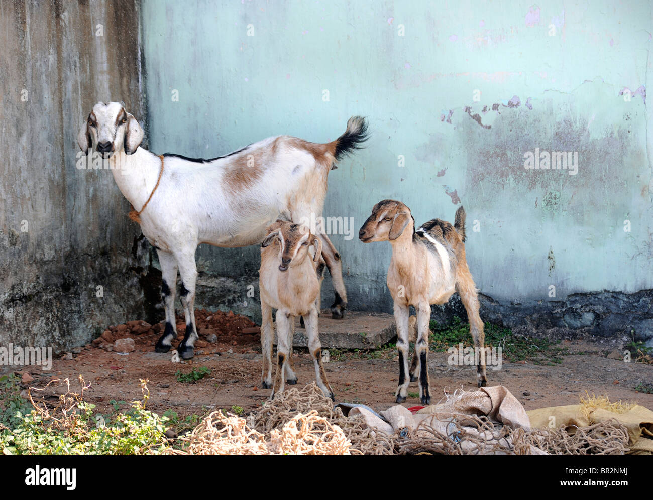 Goats tiedup outside a fsmily home, Kovalam, Kerala, India Stock Photo