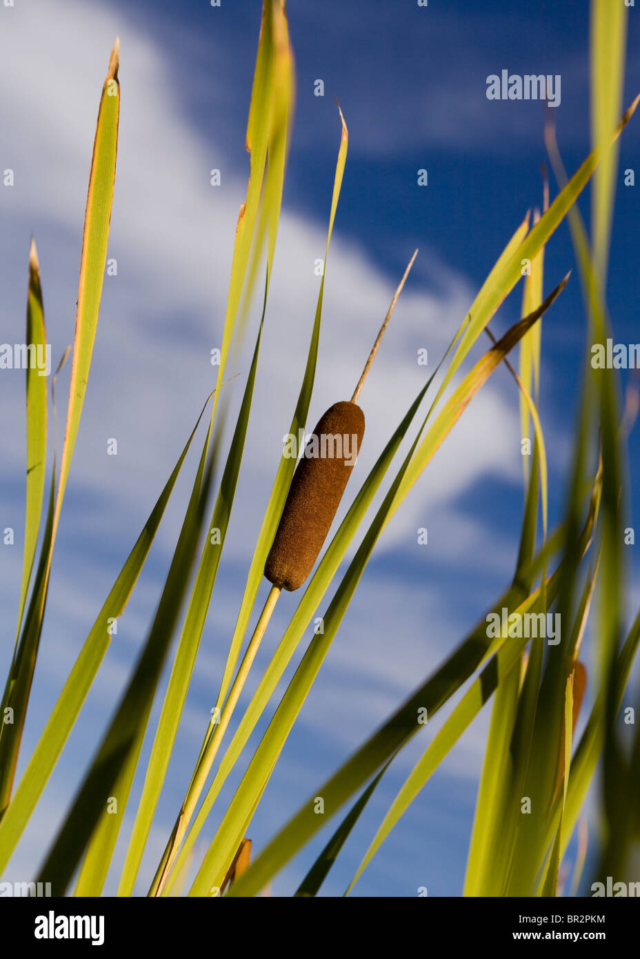 Typha latifolia Stock Photo 31409160 Alamy