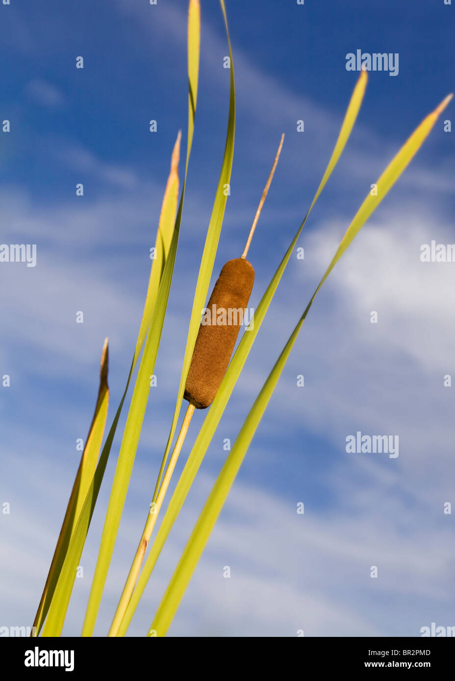 Typha latifolia Stock Photo