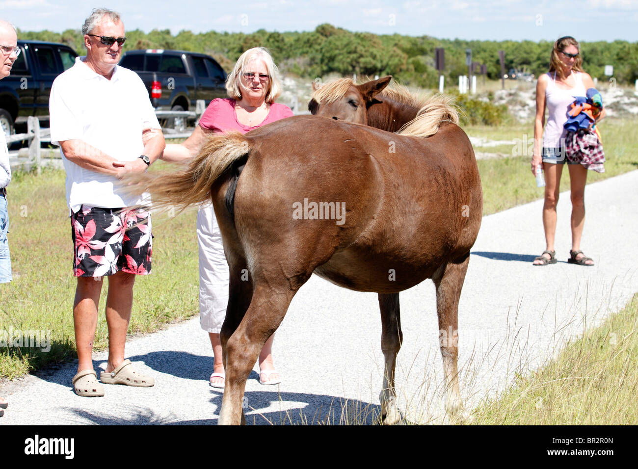 Tourists observing Wild Pony at Assateague Island National Park, Maryland USA Stock Photo