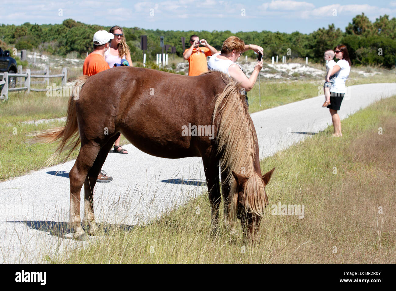 Tourists observing and photographing  Wild Pony at Assateague Island National Park, Maryland USA Stock Photo