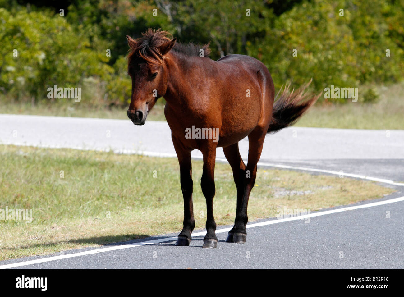 Wild pony on Assateague Island National Park, Maryland USA Stock Photo