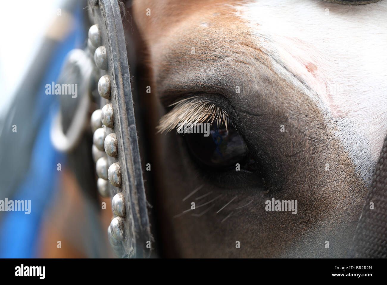 Horse Eye Closeup Stock Photo Alamy