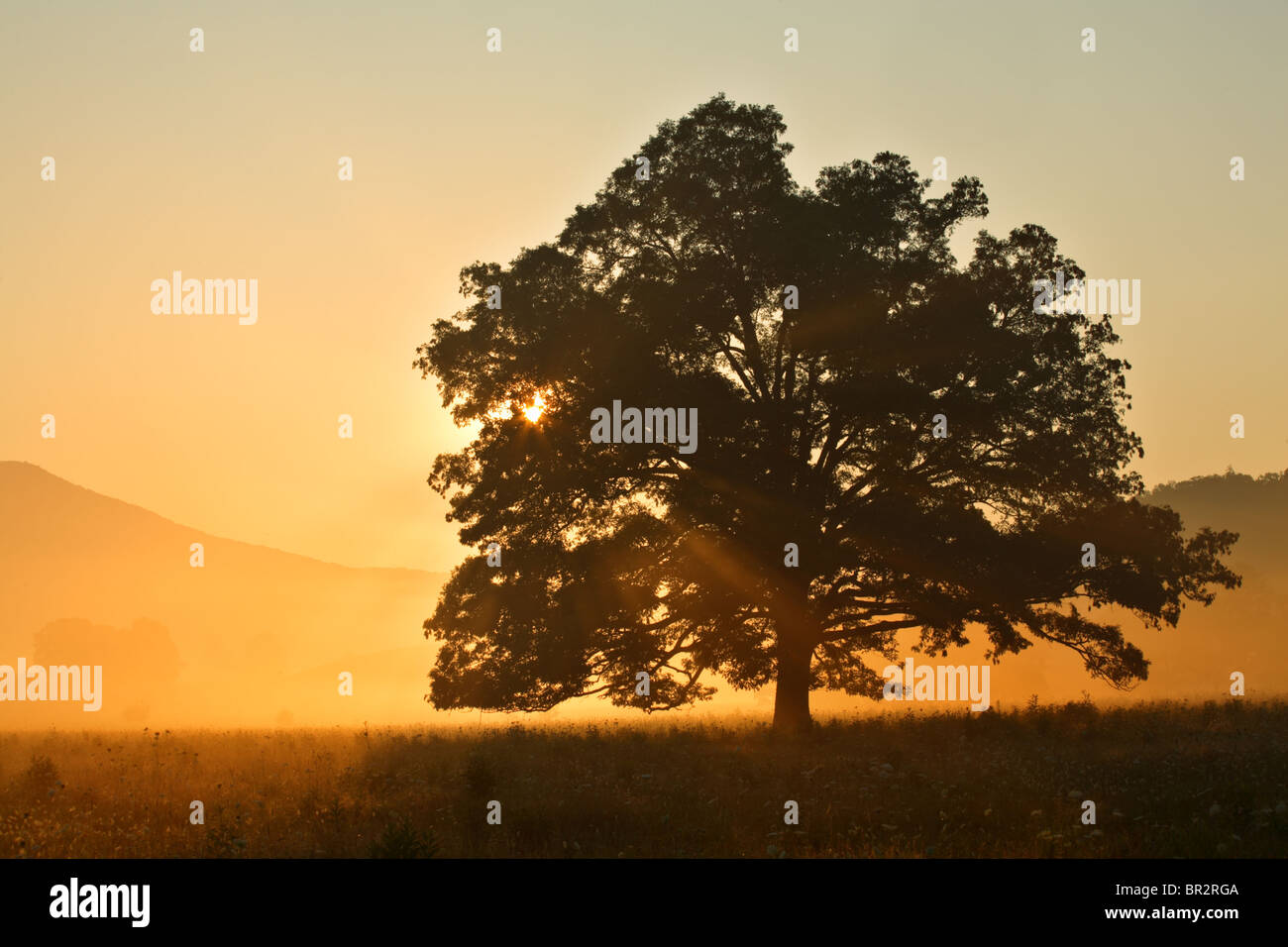 Oak tree silhouette on an early summer morning in Cades Cove, Tennessee