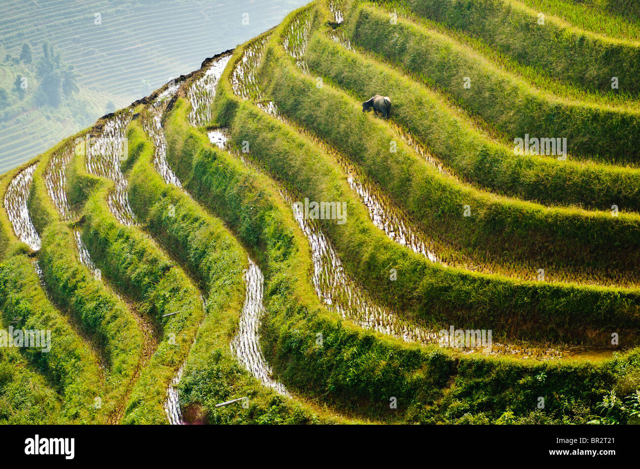 A beautiful view of the rice fields in Sapa, Vietnam Stock Photo