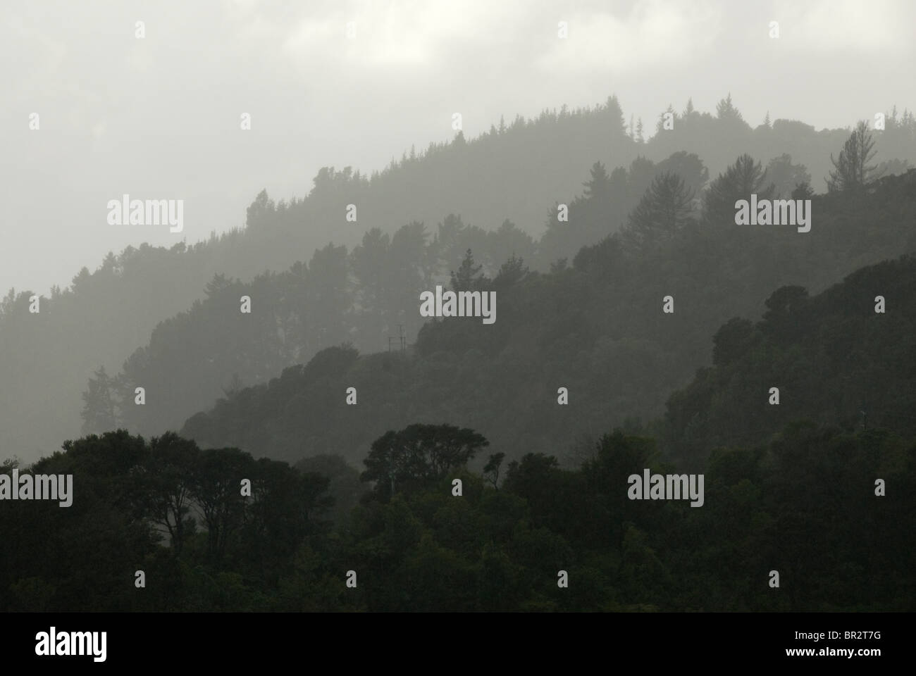 Trees on ridges in rain, Grove Arm, Queen Charlotte Sound, Marlborough Sounds, South Island, New Zealand Stock Photo