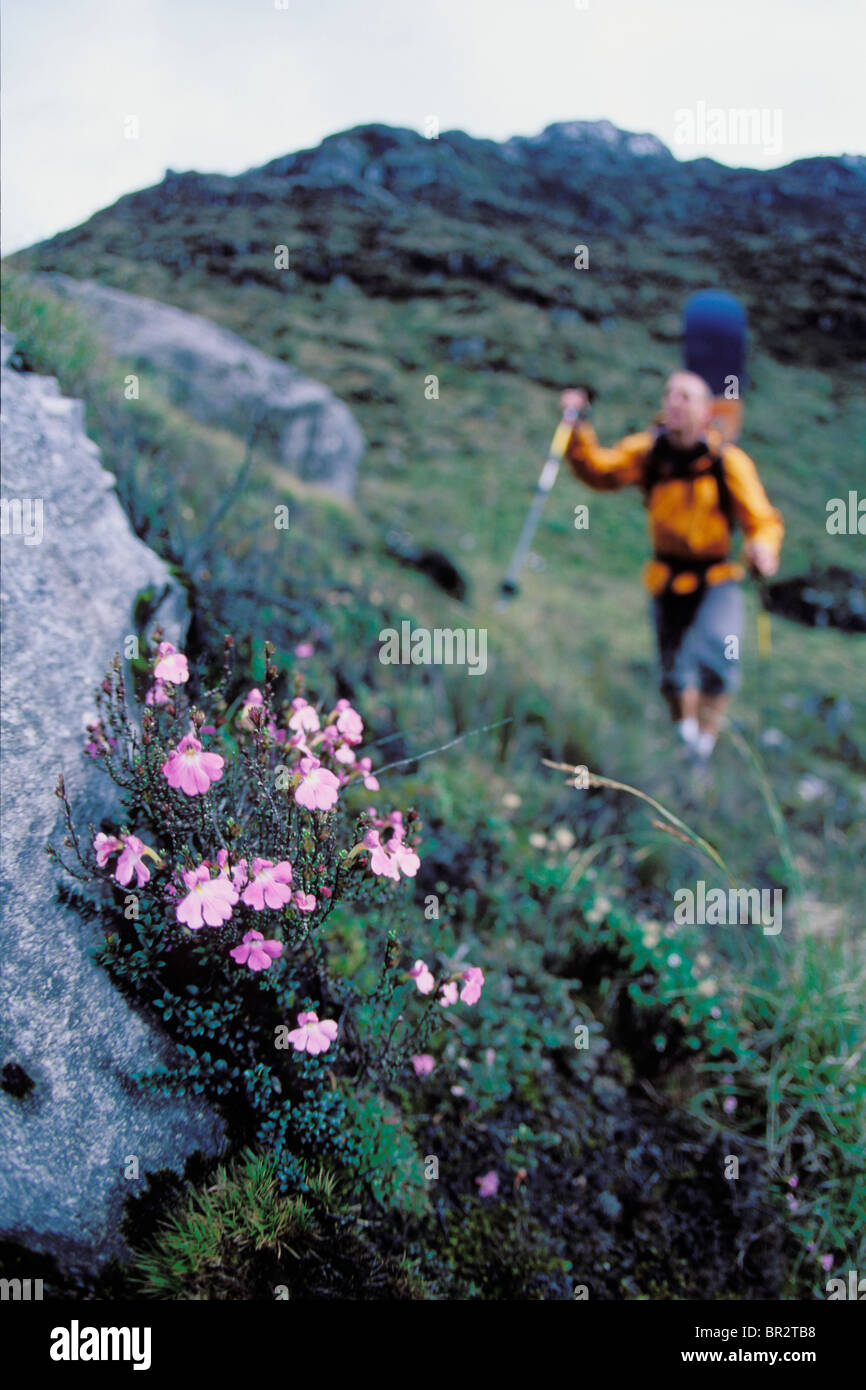 Man hiking up a mountain with a snowboard on his back and flowers in