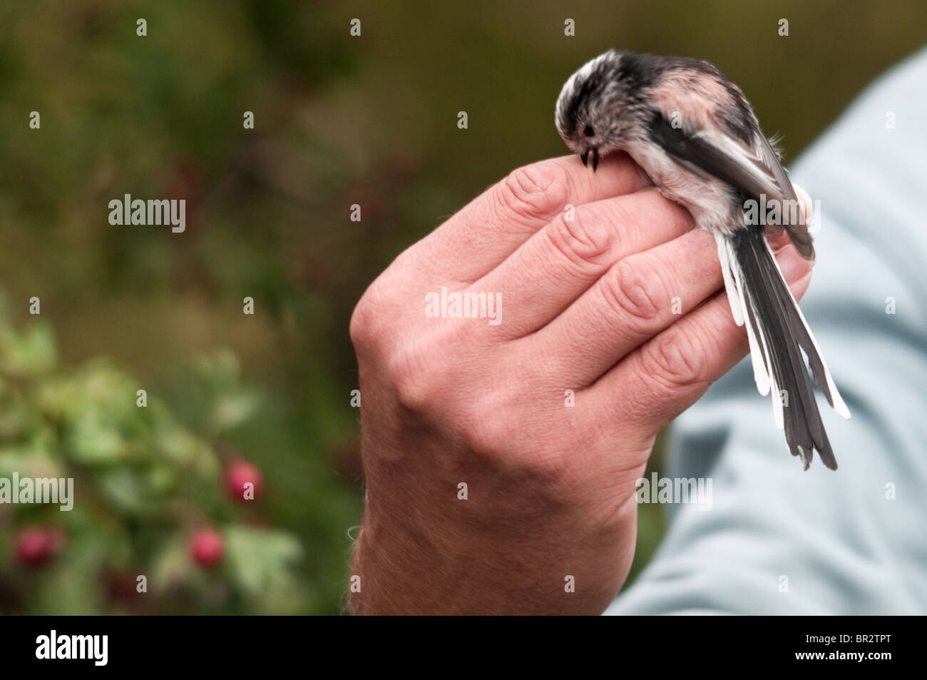 A bird in the hand Stock Photo Alamy
