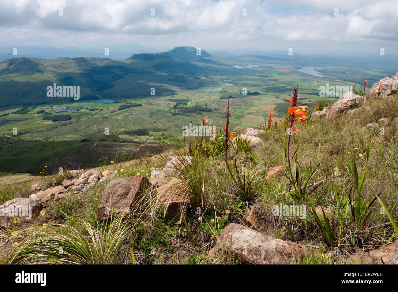 Pilans' watsonia, Watsonia pillansii, Mount Lebanon, Highmoor nature reserve, uKhahlamba Drakensberg Park, South Africa Stock Photo