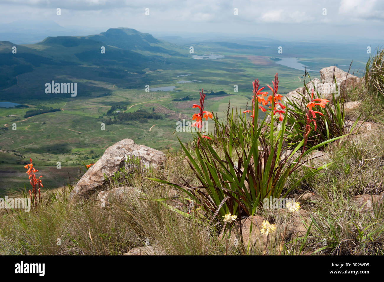 Pilans' watsonia, Watsonia pillansii, Mount Lebanon, Highmoor nature reserve, uKhahlamba Drakensberg Park, South Africa Stock Photo