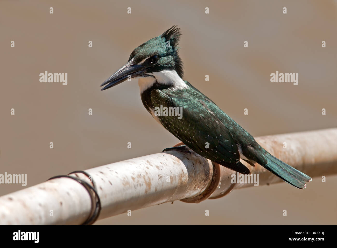 Amazon Kingfisher Stock Photo