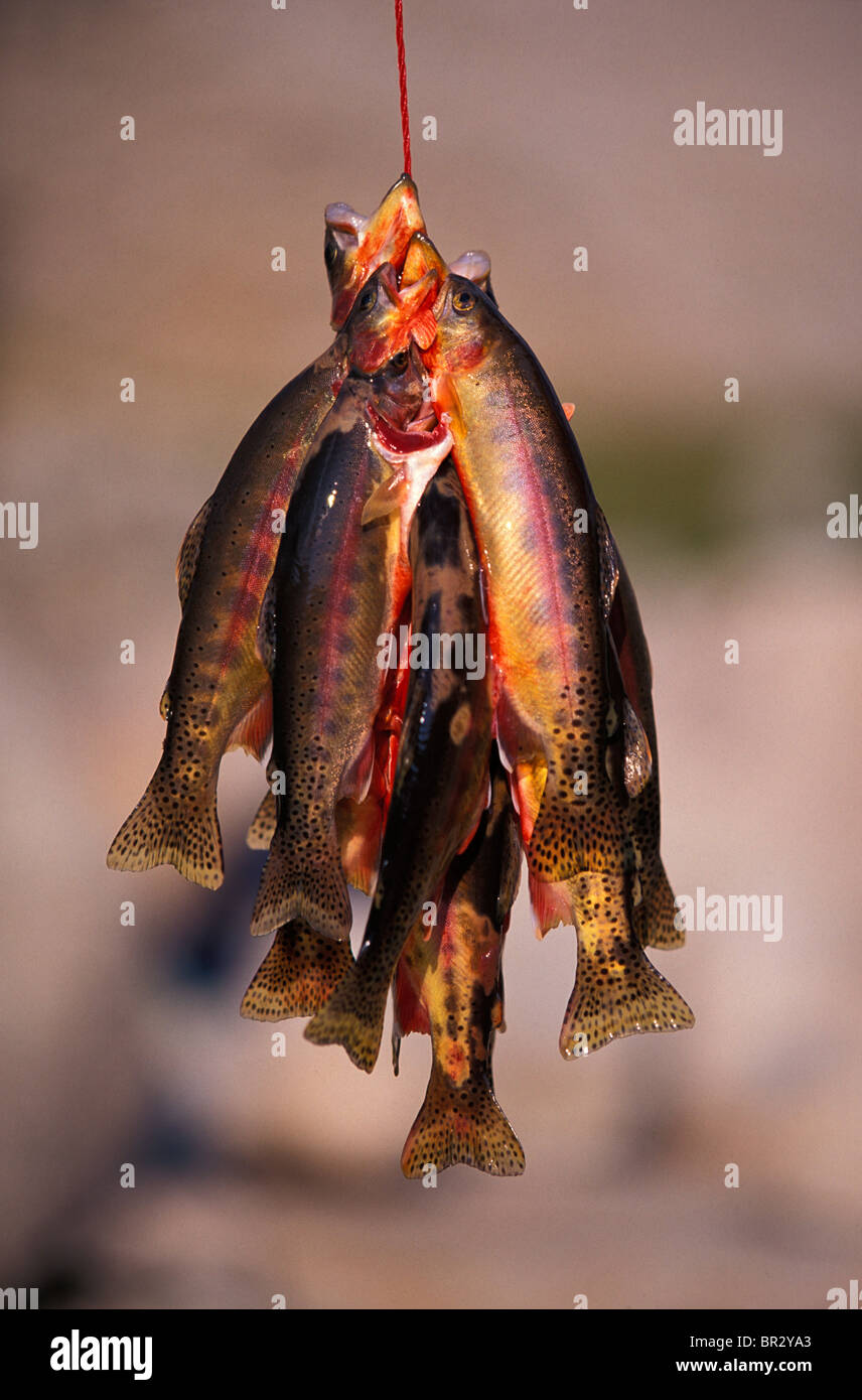 Caught fish hanging from a string while camping. Stock Photo