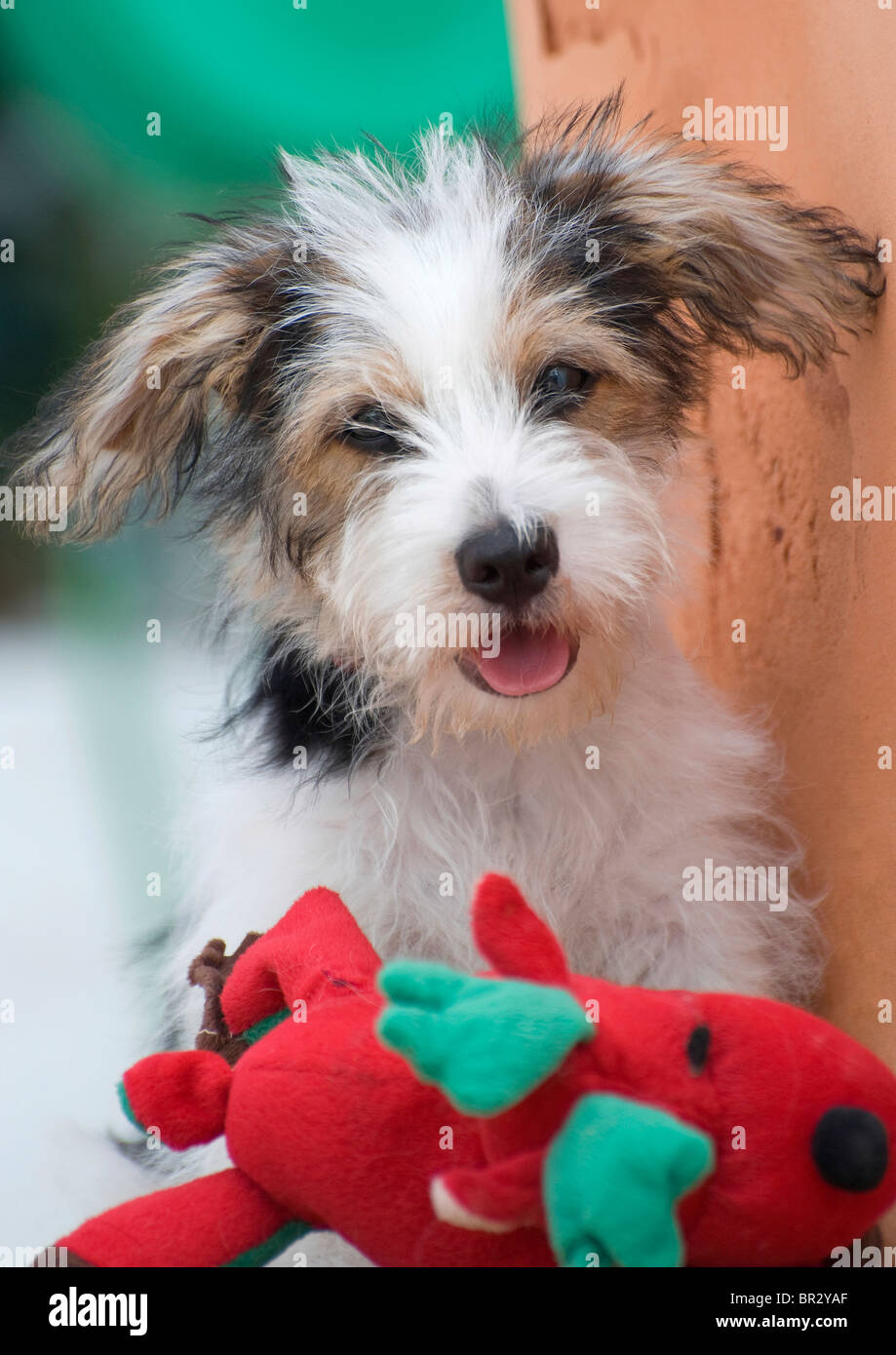 8 Week Old Jack Russell Puppy Cross With His Favorite Toy Looking